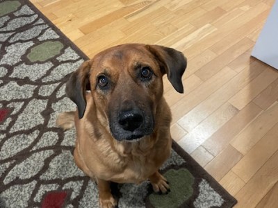 Plymouth Pet Sitter: Quick Duke & Tug&nbsp;Visit