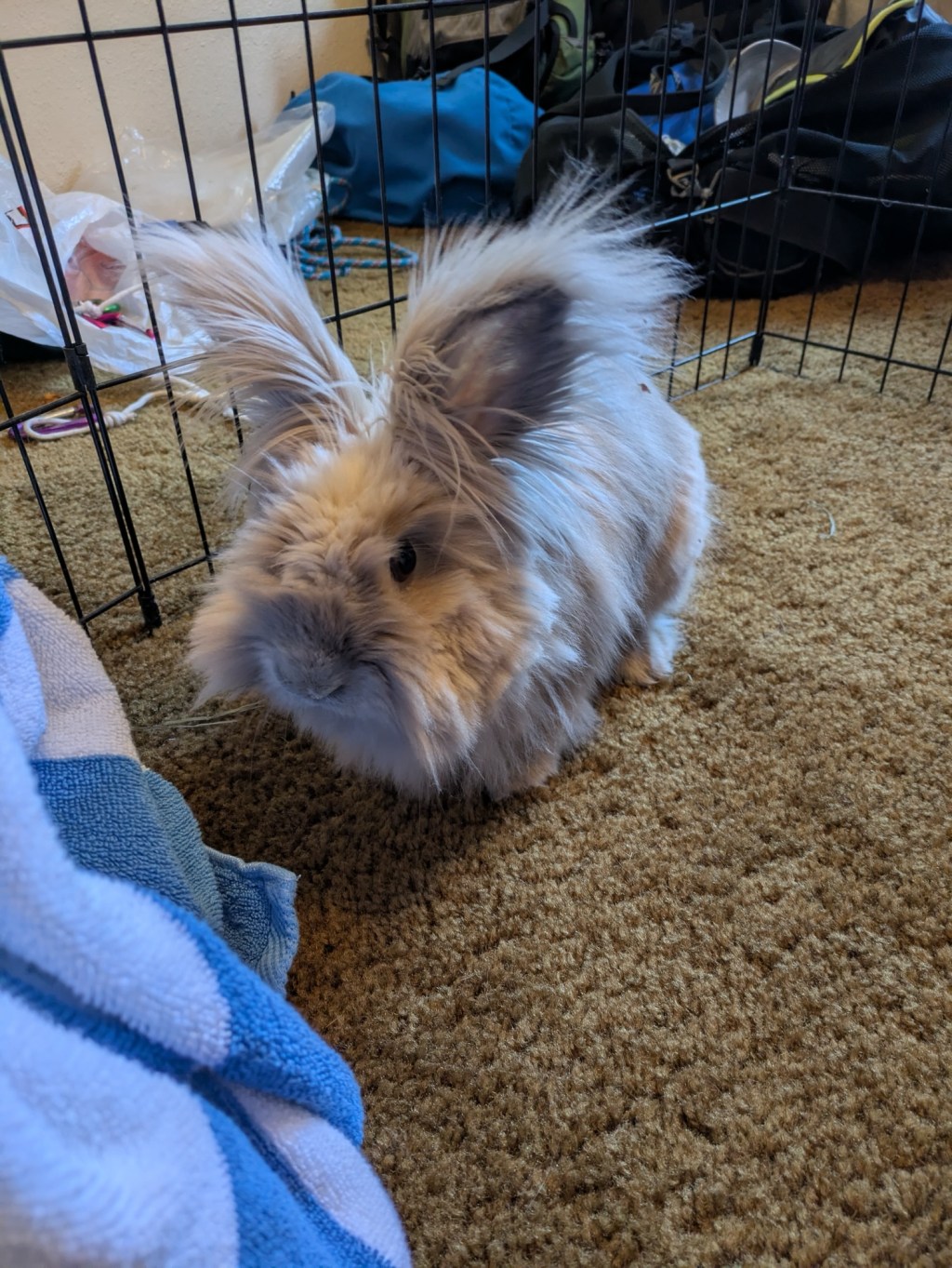 Plymouth Pet Sitter:&nbsp;Review