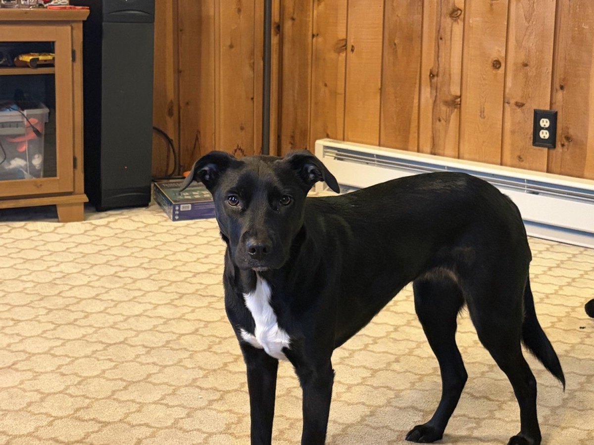 Plymouth Pet Sitter: Lexi&nbsp;Weekend