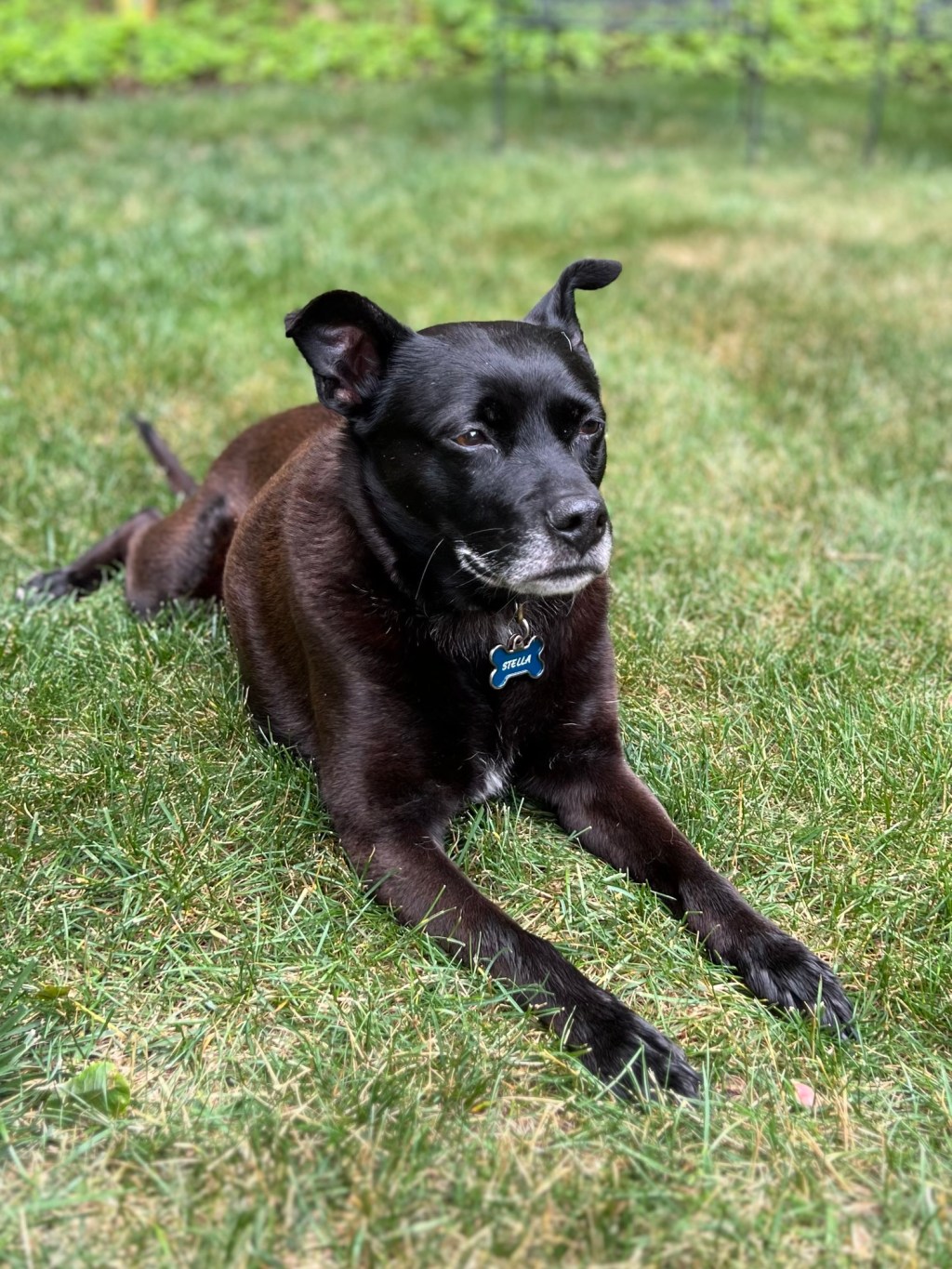 Plymouth Pet Sitter: Review