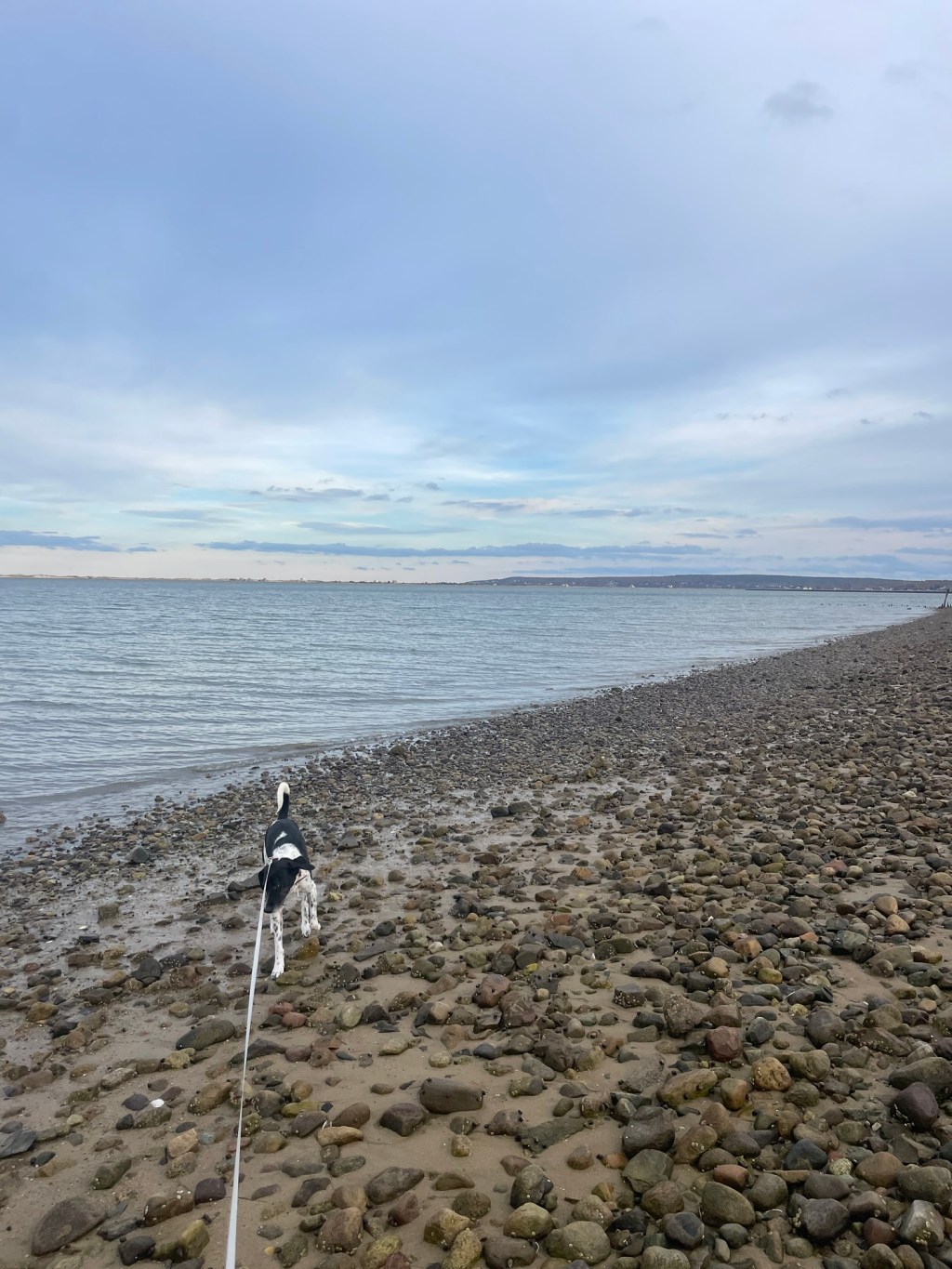 Plymouth Pet Sitter: Hanna Walks &&nbsp;Overnights