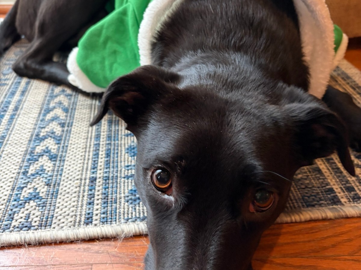 Plymouth Pet Sitter: Christmas with&nbsp;Lexi