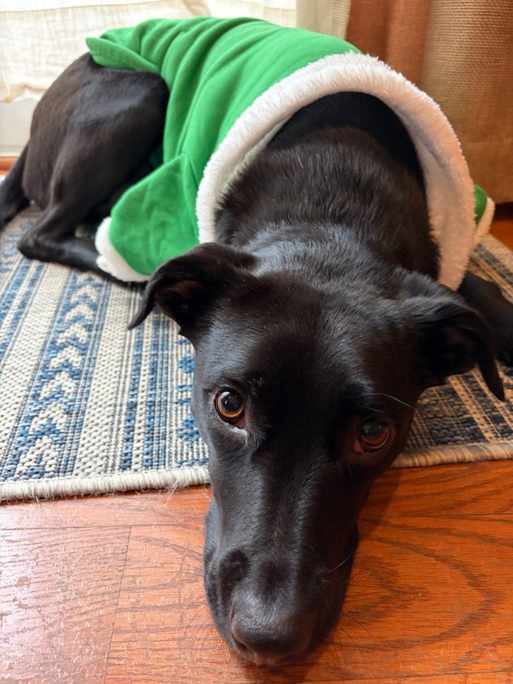 Plymouth Pet Sitter: Christmas with&nbsp;Lexi