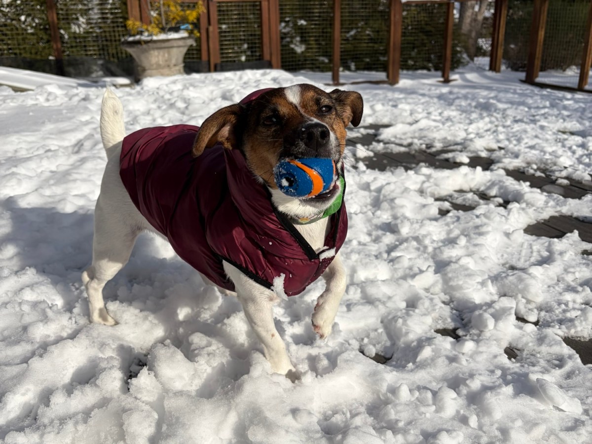 Plymouth Pet Sitter: Beau & Bailey&nbsp;Weekend