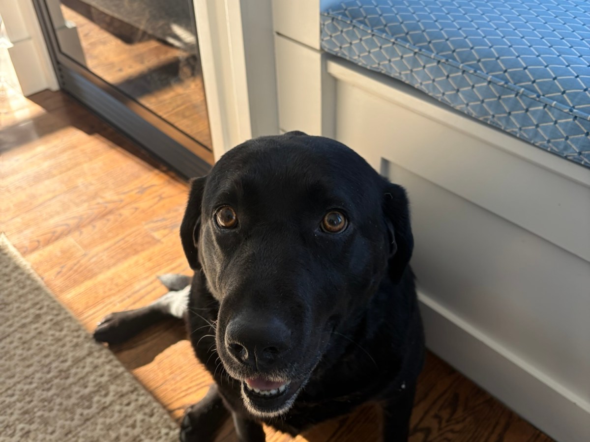 Plymouth Pet Sitter: Millie &&nbsp;Zuzu