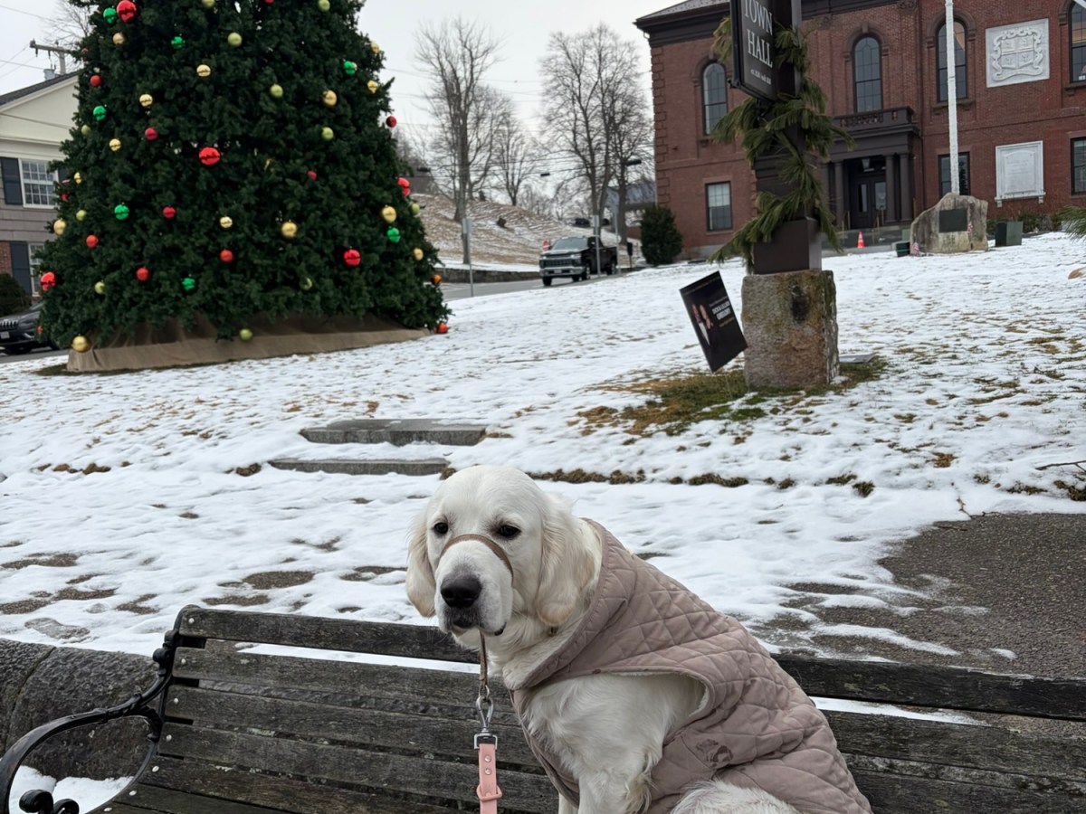 Plymouth Pet Sitter: Daily Maisy&nbsp;Walk