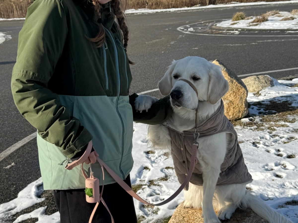 Plymouth Pet Sitter: Maisy&nbsp;Walks