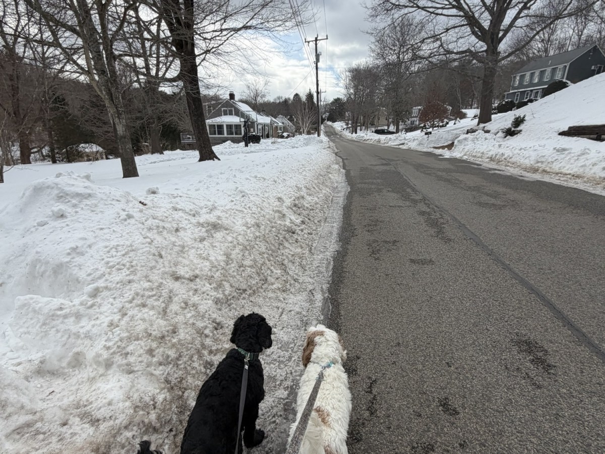 Plymouth Pet Sitter: Archie & Penny&nbsp;Walks