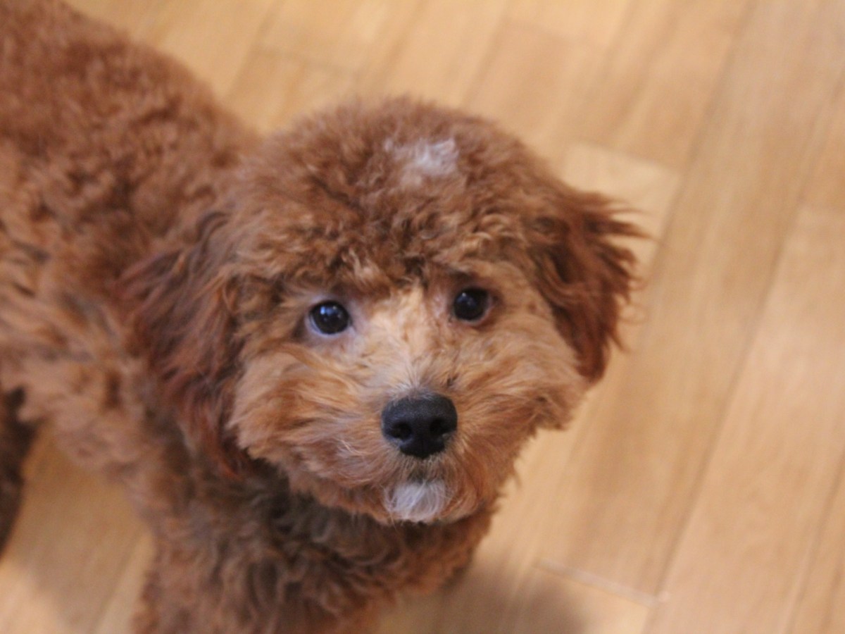 Plymouth Pet Sitter: Duke & Tug&nbsp;Weekend!