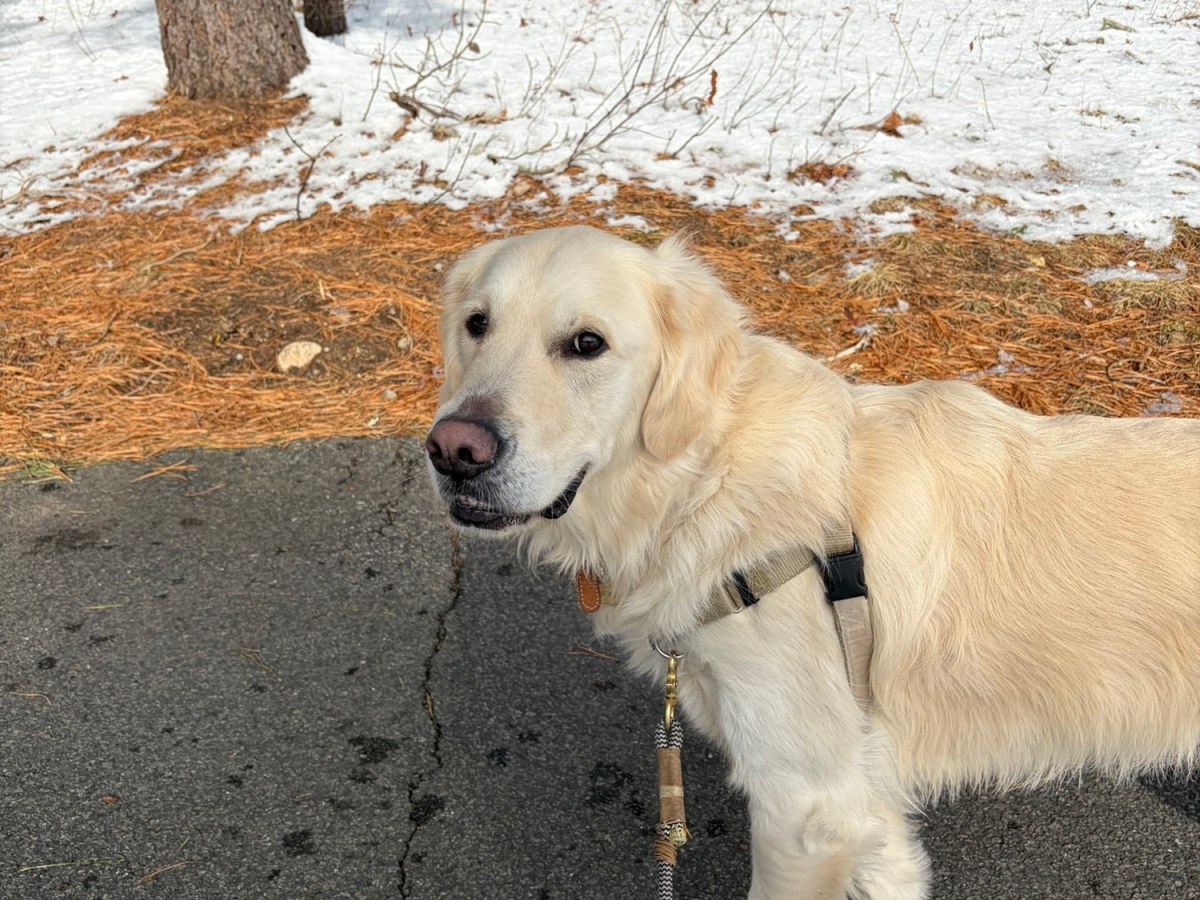 Plymouth Pet Sitter:&nbsp;Hanson