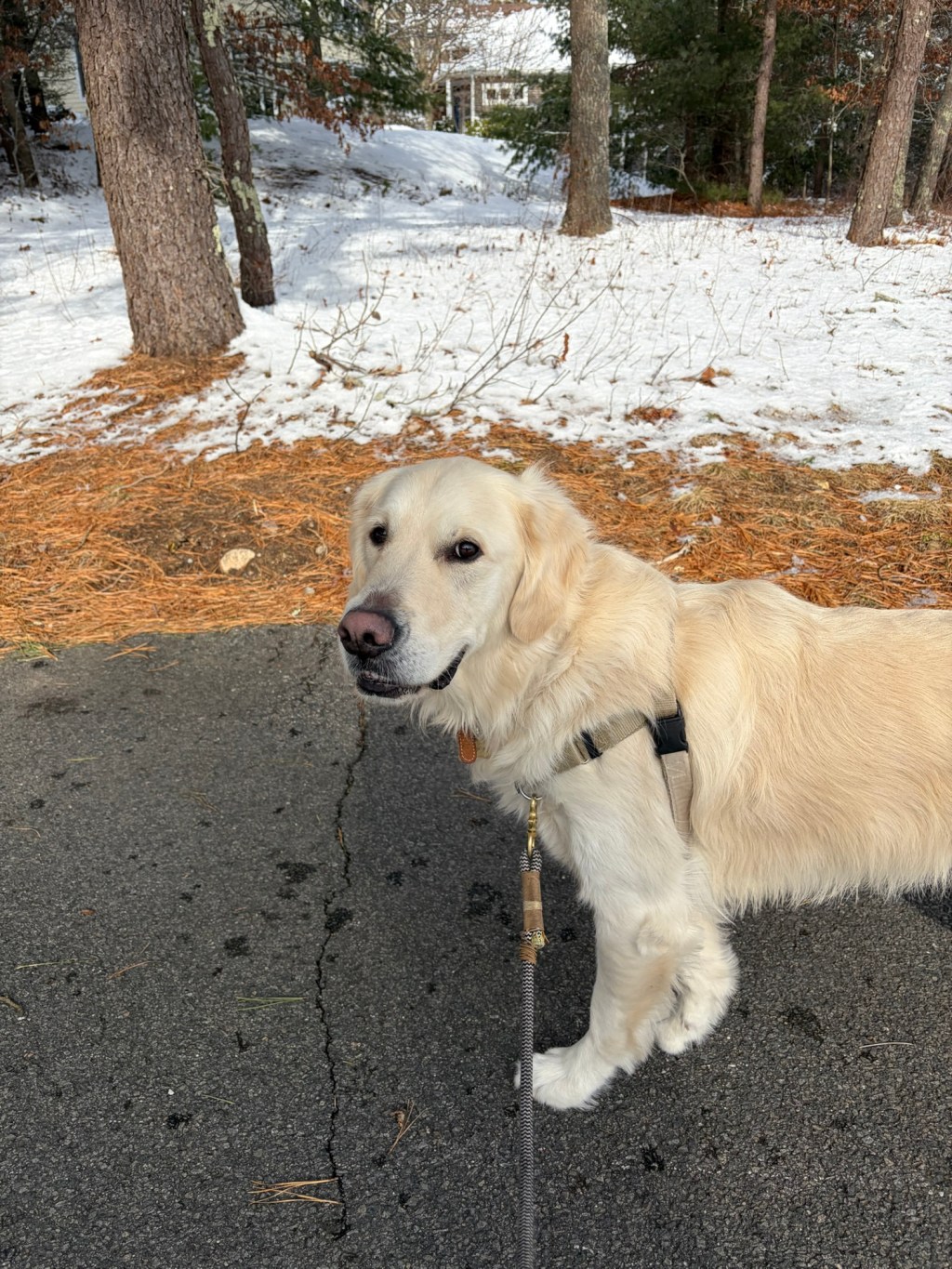 Plymouth Pet Sitter: Hanson