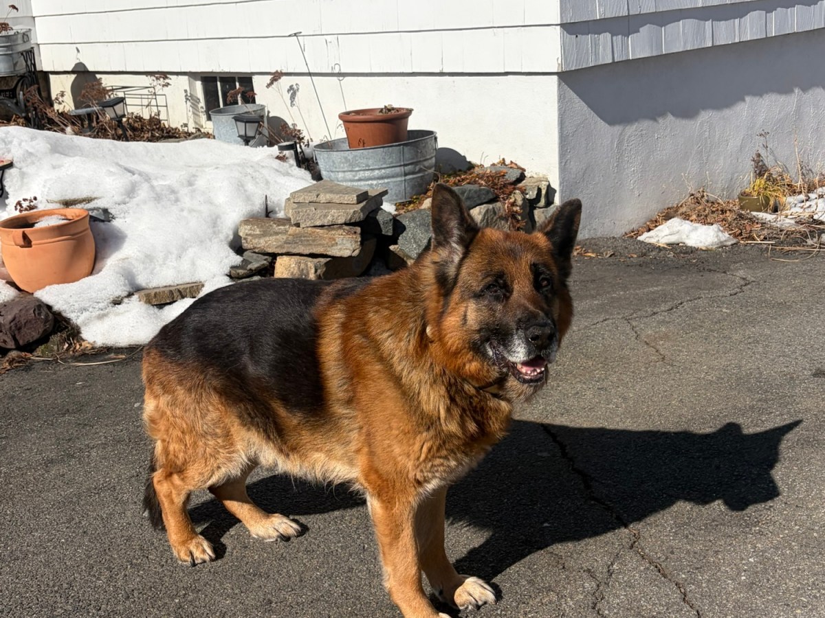 Plymouth Pet Sitter: Boris&nbsp;Visits