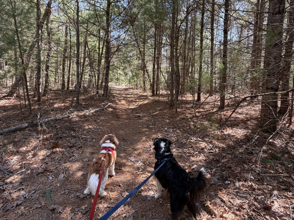 Plymouth Pet Sitter: Charlie & Brooks&nbsp;Walks