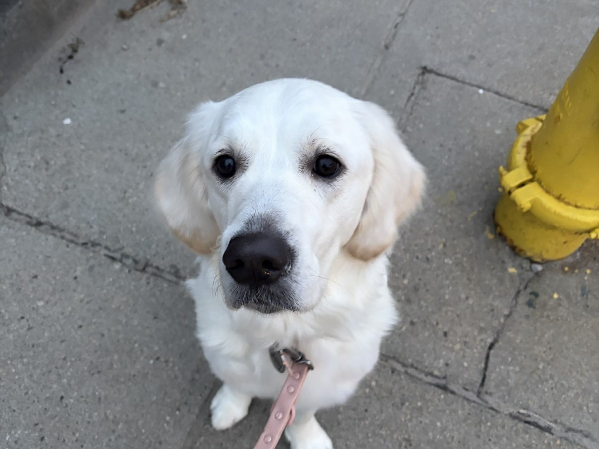 Plymouth Pet Sitter: Maisy&nbsp;Walk!