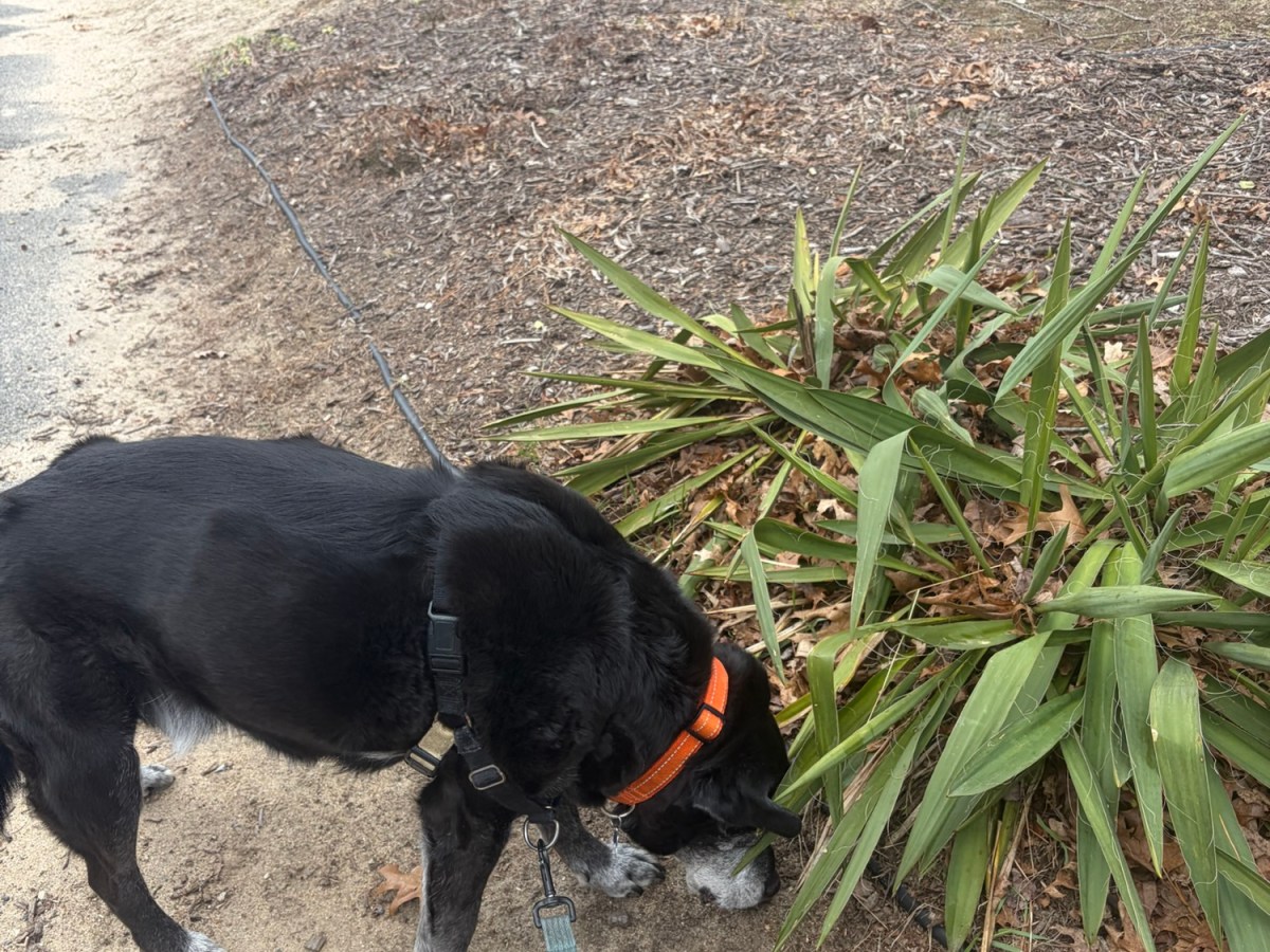 Plymouth Pet Sitter: Maxx&nbsp;Walk!