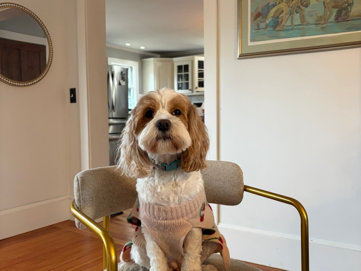 Plymouth Pet Sitter: Easter with Penny &&nbsp;Archie!