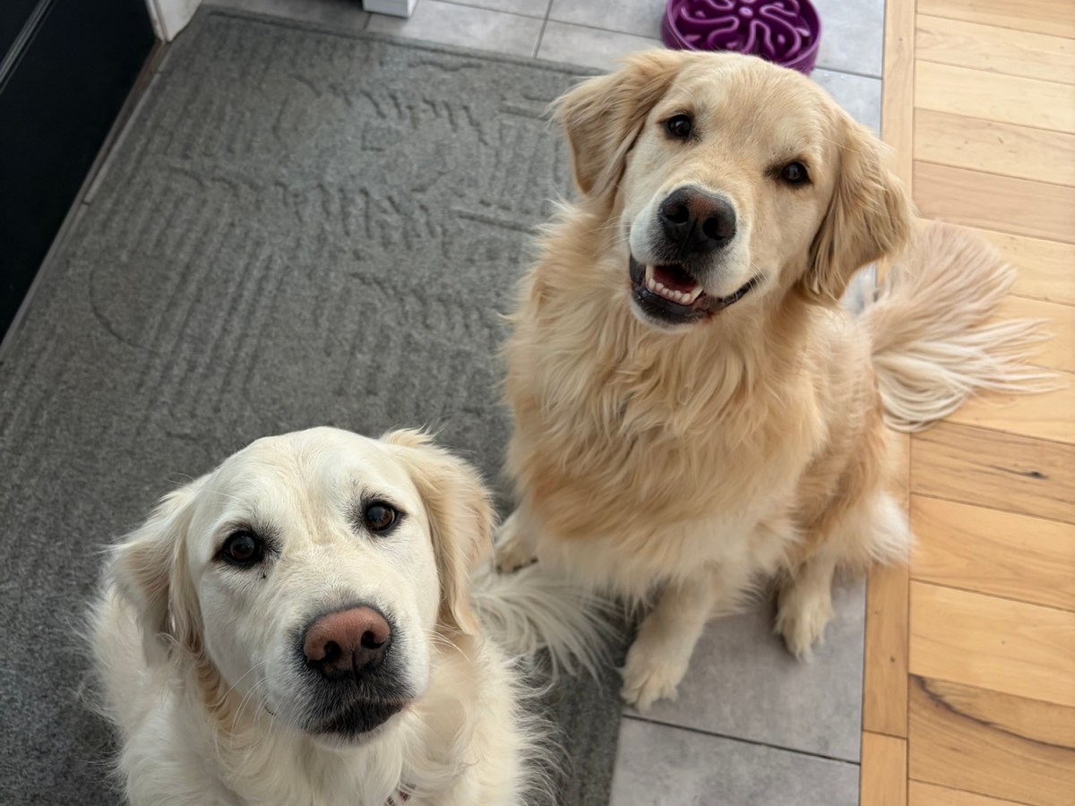 Plymouth Pet Sitter: Hadley & Nyla&nbsp;Visits