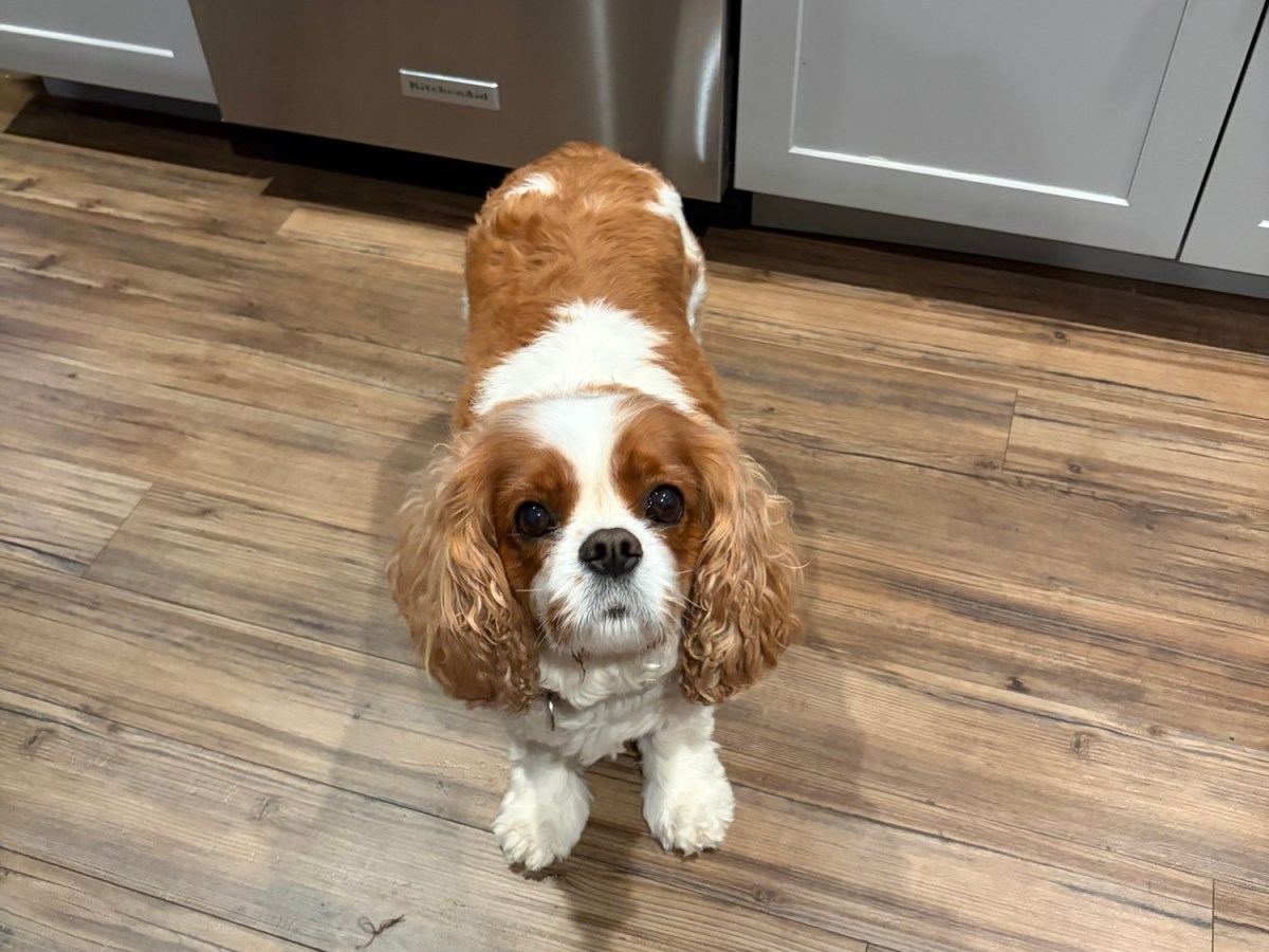 Plymouth Pet Sitter: Charlie&nbsp;Week