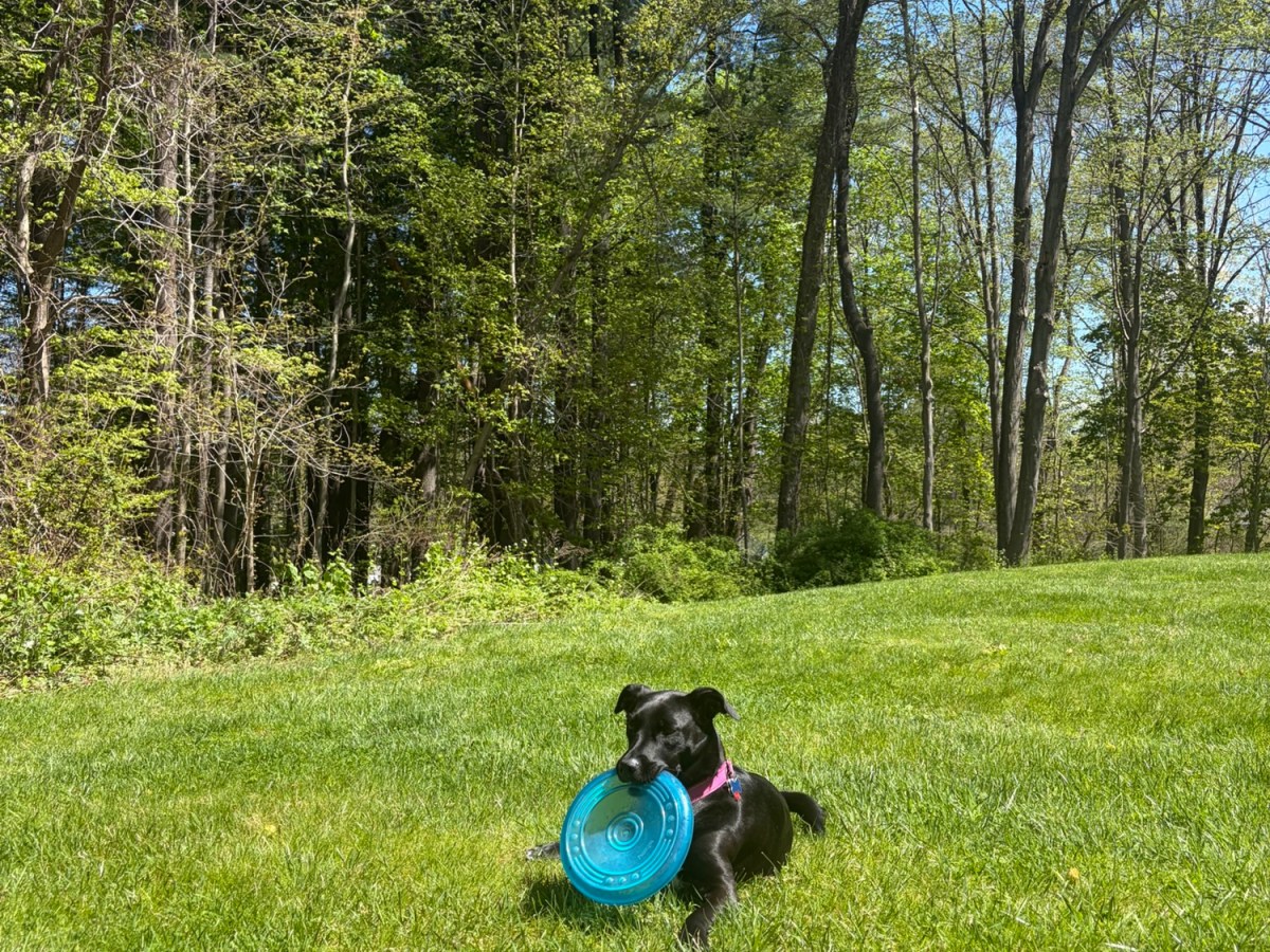 Plymouth Pet Sitter: Lexi&nbsp;Weekend!
