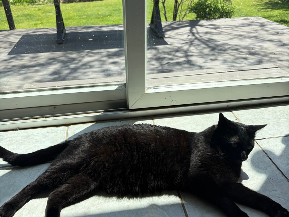 Plymouth Pet Sitter: Archie, Penny, & Toby&nbsp;Weekend